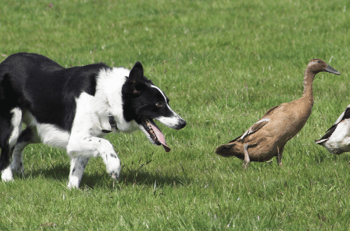 Dog and Duck Demonstration