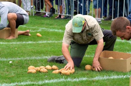 Men participating in the spud picking race