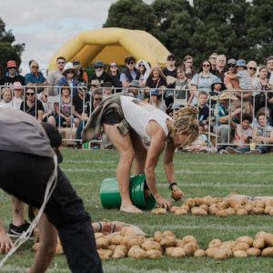 Pickers in the professional potato events