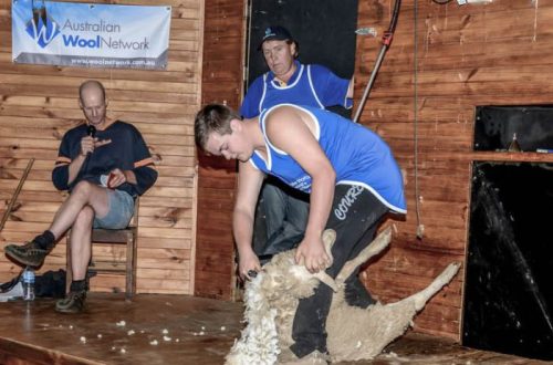 Sheep Shearing Demostrations