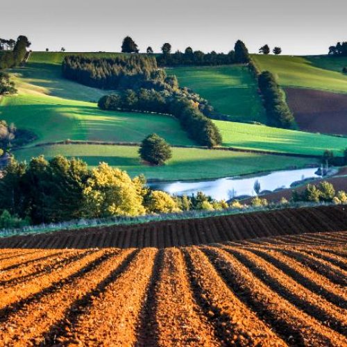 View of a sown potato crop