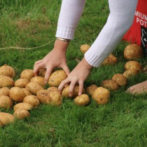 Woman participating in potato picking race